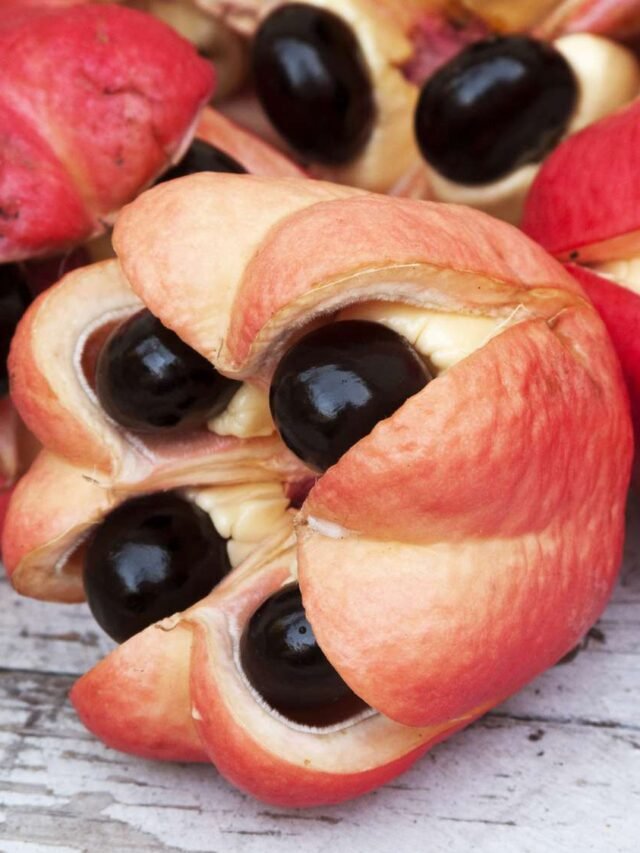 Poisonous Fruits | ಪ್ರಪಂಚದ ವಿಷಕಾರಿ ಹಣ್ಣುಗಳು ಇವೆ ನೋಡಿ